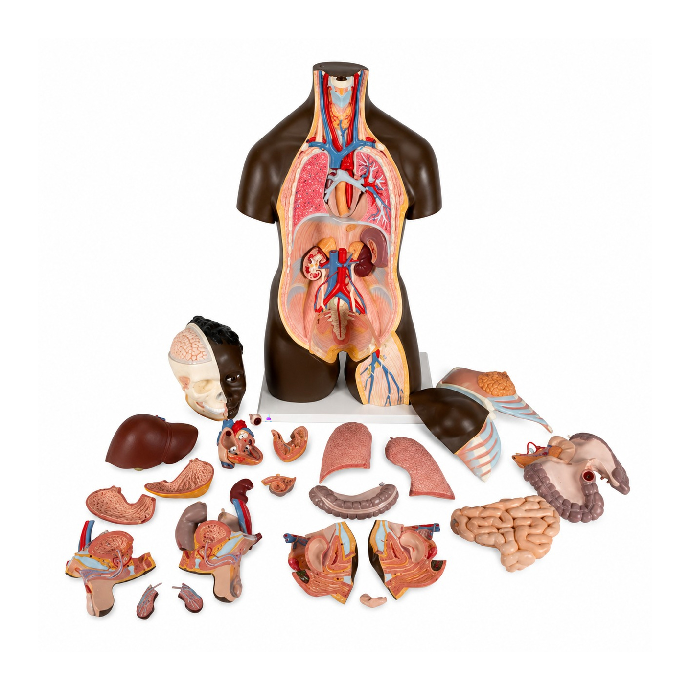 African Torso, Bisexual, in 24 Parts