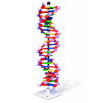 DNA Double Helix Model, 22 Segments