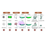 Mendelian Inheritance (Mendel's First Law)