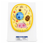 Animal Cell Model