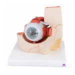 Eye in Orbit, Magnified 5 Times, in 7 Parts