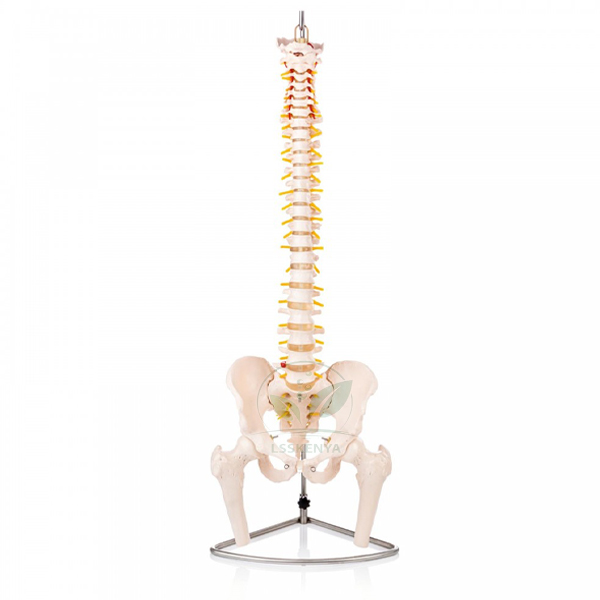 Human Vertebral Model With Pelvis &amp; Femur Heads