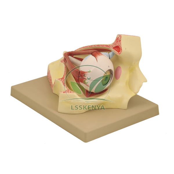 Eye in Bony Orbit Model