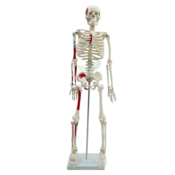 Medium Human Skeleton Model, Painted