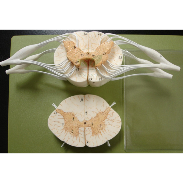 Human Spinal Cord Model