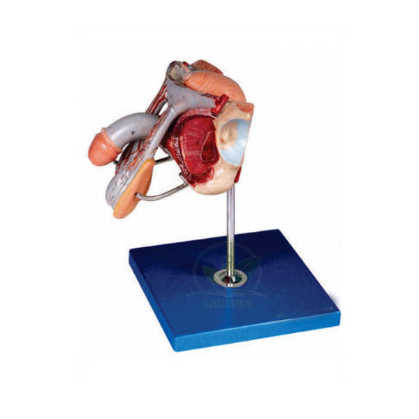 Human Male Genital Organs Model