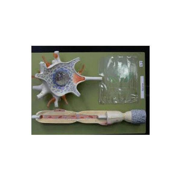 Neuron Model