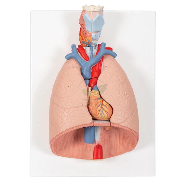 Human Thoracic Organs Model
