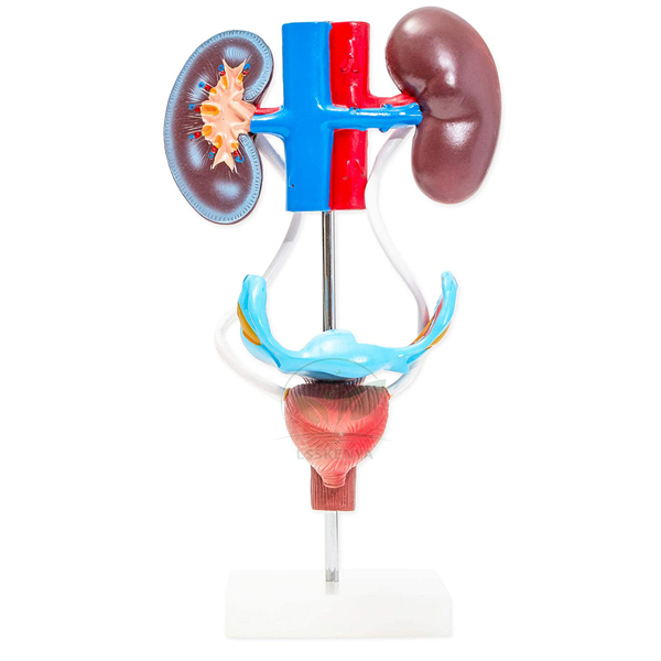 Human Female Urogenital Model