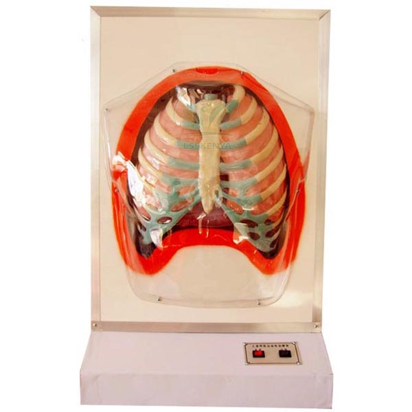Functional Human Respiratory System Model