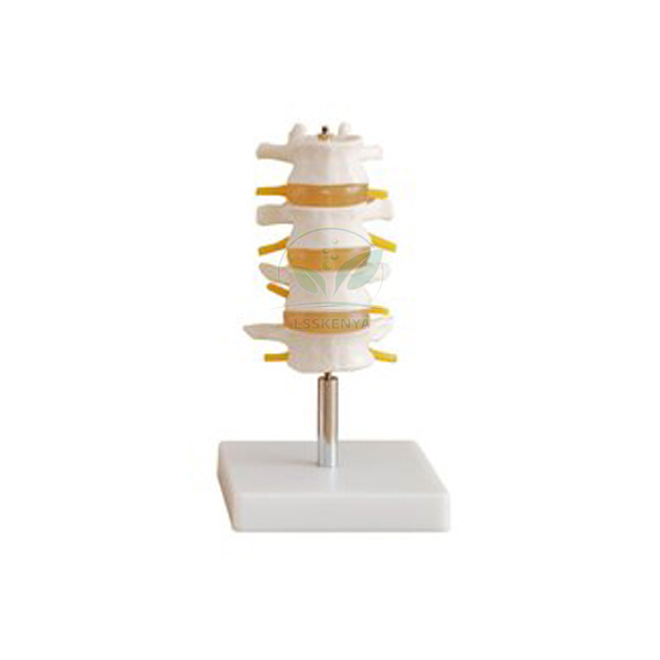 Human Lumbar Set Model