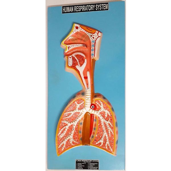 Human Respiratory System Model
