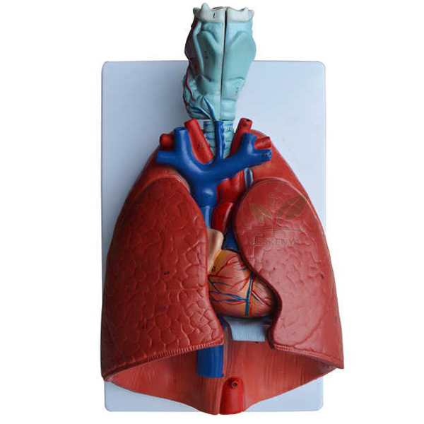 Human Lungs With Heart Model