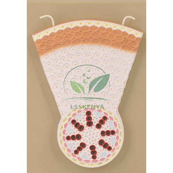 Monocot Root T.S. Model