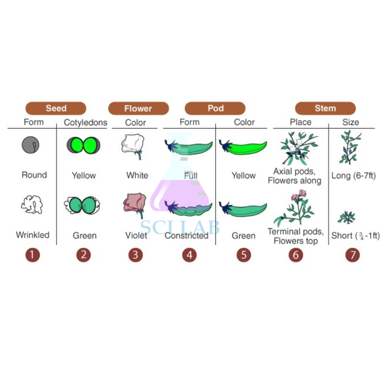 Mendelian Inheritance (Mendel's Second Law)