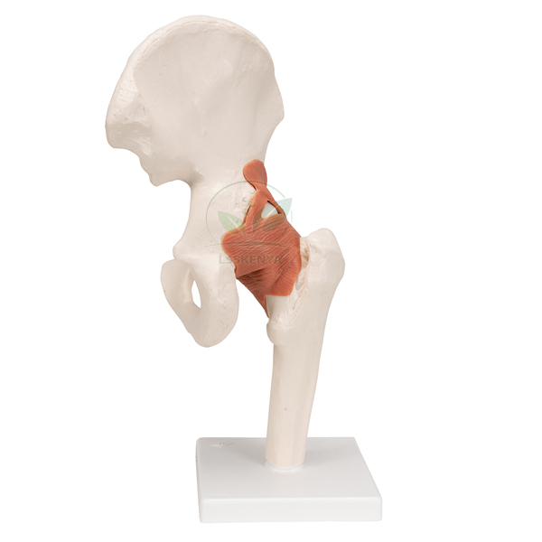 Human Hip Joint Model