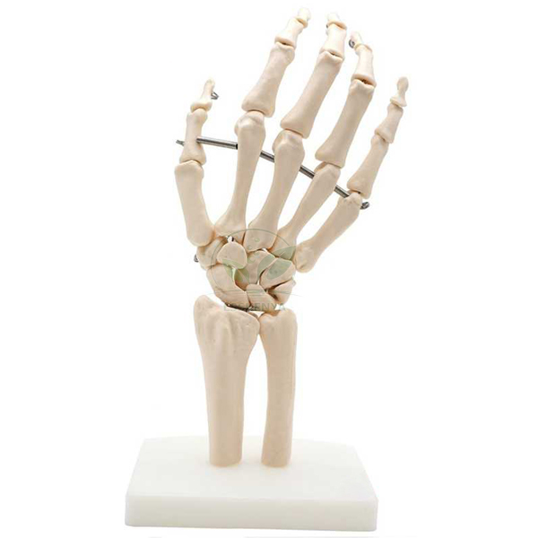 Human Hand Joint Model
