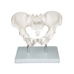 Human Adult Male Pelvis Structural Model