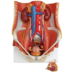 Human Urinary System Deluxe Model