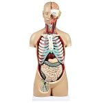 Human Sexless Torso 14 parts