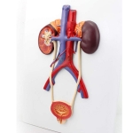 Human Urinary System Model
