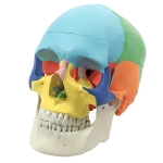 Human Skull Model, Life Size Coloured