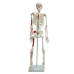 Medium Human Skeleton Model, Painted