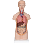 Human Torso Model, Mini