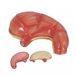 Human Stomach Model