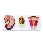 Human Kidney Structure Model