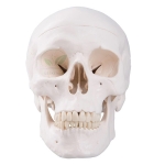 Human Skull Model