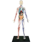 Transparent Human Model