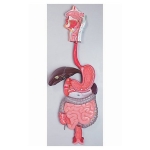Human Digestive System Model